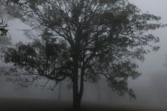 Sesshin1_trees-in-cloud-5