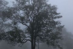 Sesshin21_trees-in-cloud-1