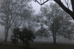 Sesshin21_trees-in-cloud-2a