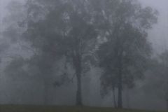 Sesshin21_trees-in-cloud-3