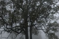 Sesshin21_trees-in-cloud-4